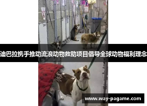 迪巴拉携手推动流浪动物救助项目倡导全球动物福利理念